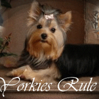Yorkie hoobly cheap