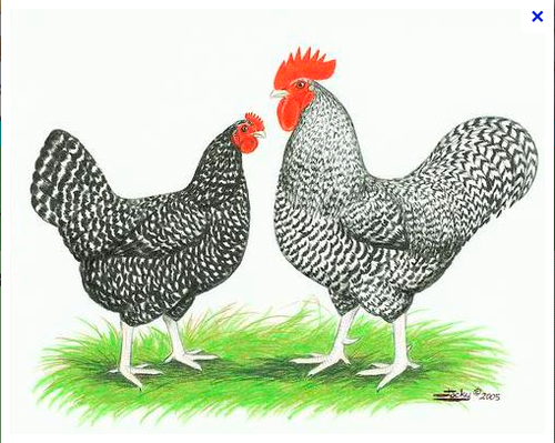 commdinner's profile picture. Feeding people in a healthy, sustainable and community driven way is what makes us jump out of bed each morning.