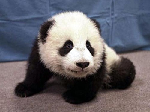 Giving you the cutest baby animals from around the world!