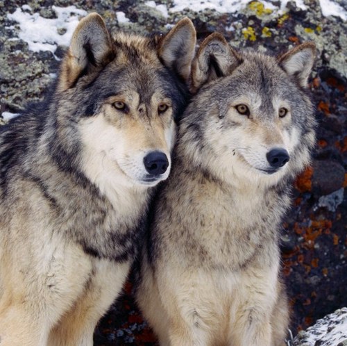 Woof! Dedicated to handsome and playful WolfMen & ManPups, w/ fur, hair or smooth... whether athletic, thin, fit or muscled. Arooou Administrator: SIR