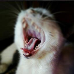 Visiting hours are over, kitty.