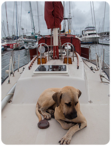 StoriesByIthaca's profile picture. A sailing vessel (Ithaca). 
Two humans and a dog. 
All of different nationalities.
THE VOYAGE OF A LIFETIME...