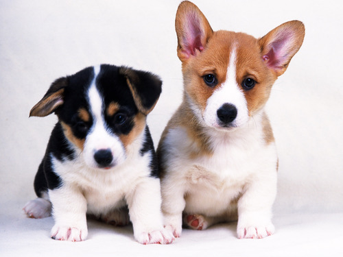 HektorOropeza's profile picture. Stop Animal Testing! - Paren De Testar A Animales