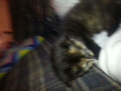 MrStrayKitty's profile picture. #TrappedInTheCloset #SPOD