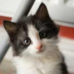 Follow moi si tu follow back♥ Je te suivrais en retour ! #followback #f4f #followbackfr #french #français