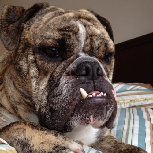 strunyan's profile picture. 