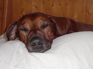 vorlicek99's profile picture. Zdravý rozum, už to vzdává.  Nové technologie, dobré víno a chytří lidé.