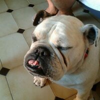 Lalli Mario (@mariolalli) 's Twitter Profile