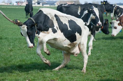 Wij scharrelen op bio melkvee bedrijf ERF-32 en natuur, agro en food belevings boerderij ERF-1 .Mijn verse melk word direct verwerkt tot Kamper eilander zuivel.