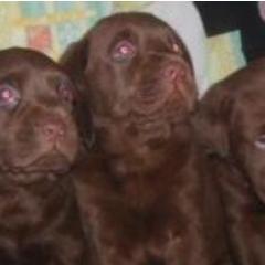 Basset Hound + Labrador + ?=me