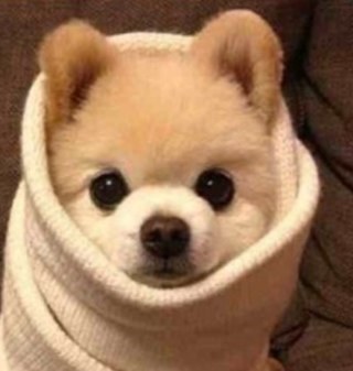 kerry_horan89's profile picture. Hi I'm Kerry McKevitt and I'm Irish!!! I sit in my bedroom everyday and watch Kalel, Anthony and Buki and pewds and marzia cuz i have nothing better to do!!!