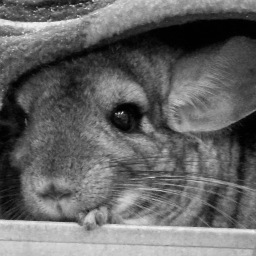 Small, furry, mischievous chinchilla.
Likes tasty chinchilla snacks, dust baths, chewing forbidden items, and winding up the resident human.
