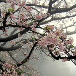 cityofscares's profile picture. maybe poetry and maybe thoughts ✖‿✖