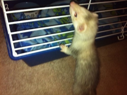 riikkiijane's profile picture. 