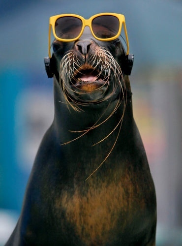 google a seal in sunglasses and you'll find a seal in sunglasses, who'd of thought it!!