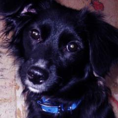 DogMeggie's profile picture. Give me my bone.