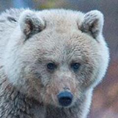 We offer you the opportunity to see and photograph the Wildlife of Swedish Lapland from a comfortable observation cabin. Dutch,English,German,Swedish,Finnish