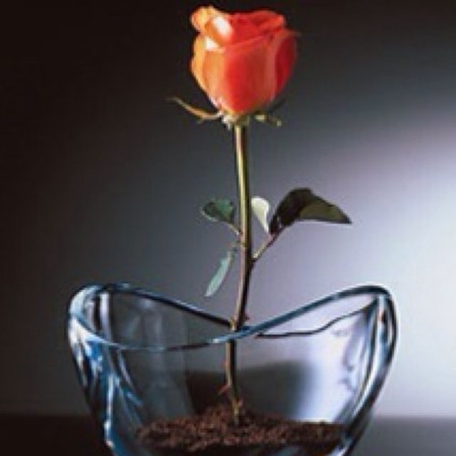 Malik7Malook29's profile picture. lubito de amor