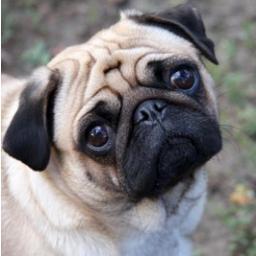 pugthings's profile picture. We love Pugs! Share the Pug Love!!