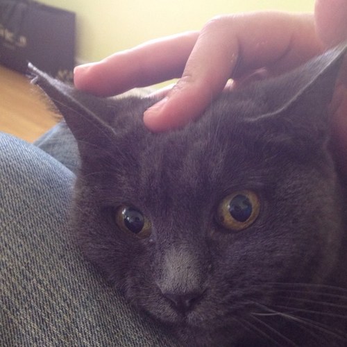Abused as a kitten, re-homed in the Essex motherland. Evil genius. Fighting cat. What #SmokieSays goes!