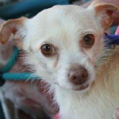 PamDubois1957's profile picture. I love my girls Mackie and Nana Goat, antique shopping, estate sales, Coney Island and yes The Andrews Sisters!