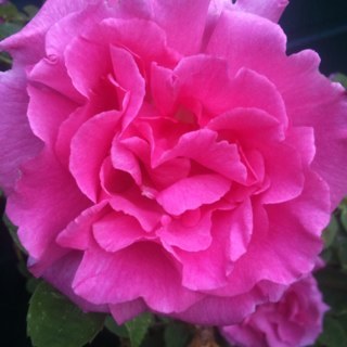 Alisonlalala's profile picture. Lichfield Lady Gardener.      Gardening Services...