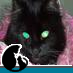 PrincessSmokie's profile picture. I am @kandydevil's cat. I am Smokie-chan, ruler of the Earth.