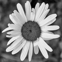 Nicole Lerner - @stillsongphoto - Twitter