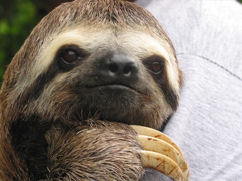 Sup, I'm a pretty slow sloth, but my mom said I'm special.
