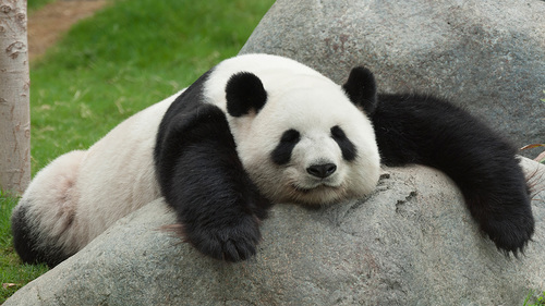 Panda loving, biker, Menno Rebel! #bgbg2 and proud #Mennonerd