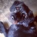 Abby (@abbygreco2) Twitter profile photo