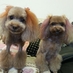 mahalo_kona (@mahalo_kona) Twitter profile photo