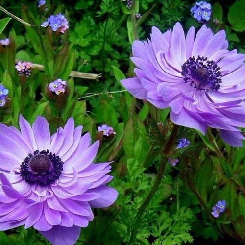 DdaymDiane's profile picture. 