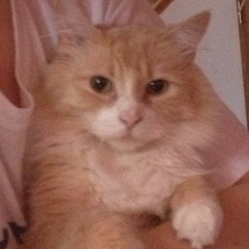 NuttySportsGirl's profile picture. 