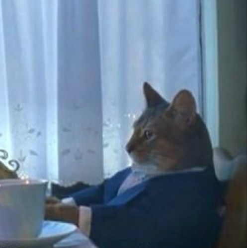 danielkweed's profile picture. Stuck in a cat body