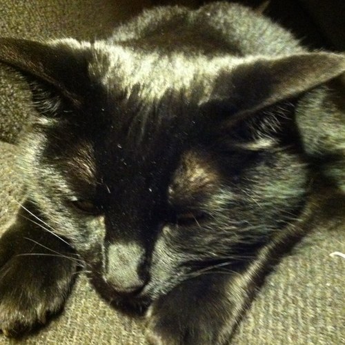 mrsshanadanger's profile picture. 