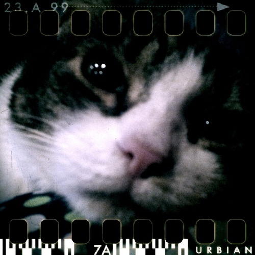 TigerKingofCats's profile picture. I'm 10 1/2 years old, I've never been outdoors because of the coyotes, and I love to show off my big belly when I'm feeling good.