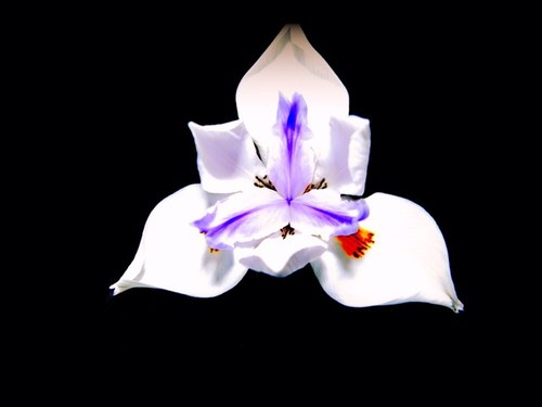 PurgananPhoto's profile picture. 