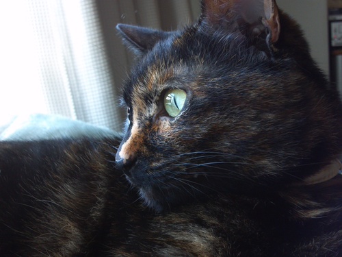 rohasu226's profile picture. おもに校正校閲生業。若干国語教材。責任のある子育てはとりあえず終了。13歳のにゃんこ姐さんが同居。手抜きでいえでつくれるおいしいものが好きらしい。いいねは「とっておく」。息子にお嫁ちゃんがきてお孫ちゃんが誕生。