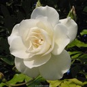 Danielle McIntyre - @Daniell08893581 - Twitter