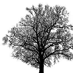 Artist printmaker - etchings - screen prints on paper and glass - also screen printed kiln formed glass