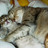 kpeng2's profile image