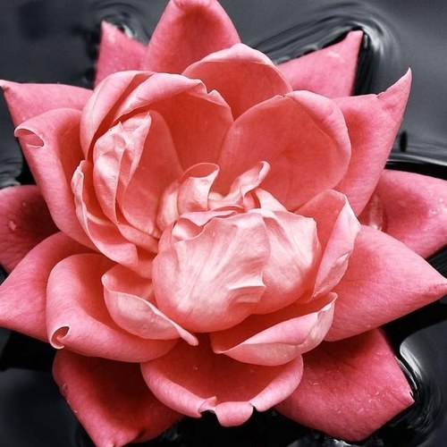 sajaahmad1's profile picture. 