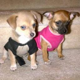 Born in February 2012... we are the LITTLE GIRLS!  Follow my mom & dad @renablush & @kevindowpromote
