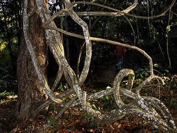 Spiritual healer and vine.