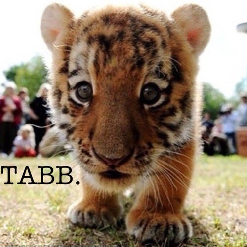 WordFreeFollow's profile picture. RULES: Follow @RealGirlTABB !! ~ Click. ✌