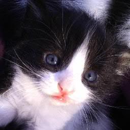 IrikaMoon's profile picture. 30 | She/Her | Educadora social en potencia. Los gatos negros me traen buena suerte 💫