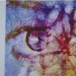 LorraineMaryWal's profile picture. Writer, photographer, Love insects.