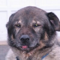 Pebbles LaPrade (@pebbsrocks) 's Twitter Profile