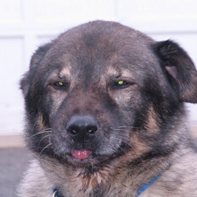 pebbsrocks's profile image